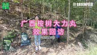 广西桉树施大力丸效果回访 20230806 Greenfeed Performance on Eucalyptus in Guangxi_20230806