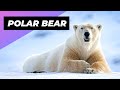 Polar Bear 🐻‍❄️ The Deadliest Beast Of The Arctic