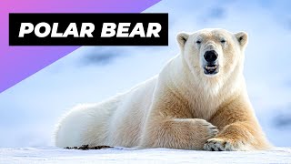 Polar Bear 🐻\u200d❄️ The Deadliest Beast Of The Arctic