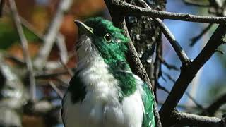 Klaas's Cuckoo