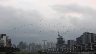 1131231 The great cormorants arriving Taipei city at 6:54 am.