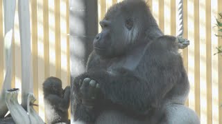 Gorilla Kintaro and Dad Matchmaking 💗 [Kyoto City Zoo]