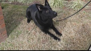 Milledgeville's Falco named top K-9