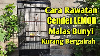 CARA RAWATAN HARIAN CENDET LEMOD , MALAS BUNYI , KURANG BERGAIRAH