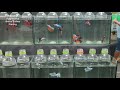 Stunning Betta Fish at Chatuchak Market: Nemo Koi, Multicolored, Halfmoons & More!