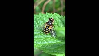 Insect identification. First encounter with a Hover Fly. An close up insect video.