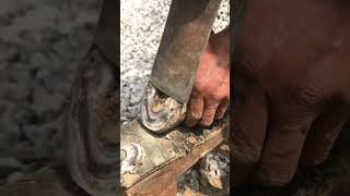 The Fascinating Art of Farrier: Watching a Master Craftsman Shoe a Horse