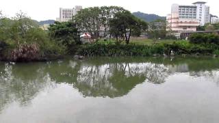 SX30IS測試：Common Moorhen（紅冠水雞）