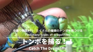 おおきいトンボのさがしかた　ウチワヤンマ　ギンヤンマの捕まえ方　希少種　カブトムシを探す 　How to catch insects　【 Insect catching 】#19