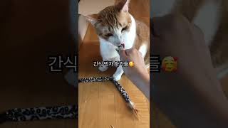 사이 좋게 나눠 먹어용 ☺️ #고양이 #cat #고양이일상