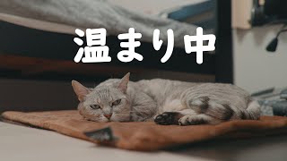 寒い日のねこほ家の猫達のくつろぎ方【2025年冬版】