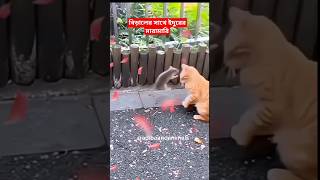 বিড়ালের সাথে ইদুরের মারামারি 😰😰Rat fight with cats #cutecatshorts #cute #rat