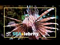 SEAlebrity showcase: Meet Singa the red lionfish!