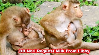 Excellent! New abandoned BB Nori running follow Libby to request milk from Libby