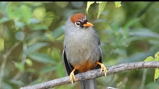 Chestnut-capped Laughingthrush.