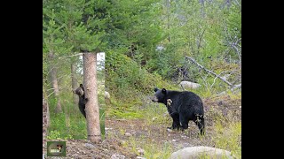 Bear Cub Orphans Release to Wild Summary - Year 2022