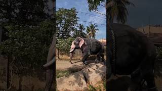 1778)Puthenkulam Modi , elephant video in Kerala