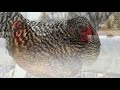 20 best egg laying chicken hen breeds up to 300 eggs per year