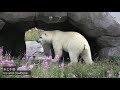 お花畑で夢中で食べるホッキョクグマ リラ 口元が汚れているよ polar bear life