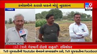 Jasdan farmers suffer financial loss due to crop damage because of unseasonal rains |TV9GujaratiNews