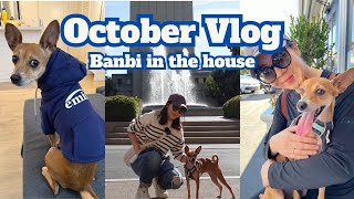 October autumn VLOG| 美國鼎泰豐初體驗, 開箱白主廚炸醬麵, 帶班比逛史丹佛校園,  慶祝最後一個2開頭生日, 灣區瑣碎日常|Claireatravel