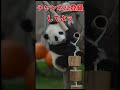 【動物の癒し動画】もらったご飯はとにかく口に入れてしまうリスさん shorts 動物 animals animal funnyanimals リス