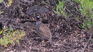 Wild Black partridge | جنگلی کالا تیتر