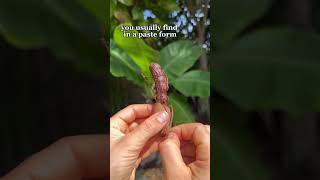 SWEET tamarind tastes like candy 🍭 😛 #fruit #youtubeshorts