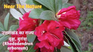 Rhododendron arboreum, #Rhododendronarboreum,#buransh,#stateflowerofuttarakhand