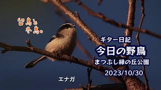 ギター日記　今日の野鳥　・　まつぶし緑の丘公園　2023年10月30日