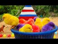 Catching chickens,cute chickens,rainbow chickens,colorful chickens,rainbow chickens,animals cute 138