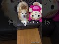 ポメチワ cocoちゃん 犬のいる生活 日常 友達 赤ちゃんマン 仲良し ミックス犬 おもちゃ