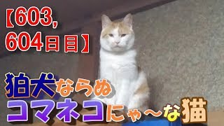 【603,604日目】狛犬ならぬコマネコにゃ～な猫【かわいい・面白い】～The growth record of my cute cat, Nike day 603,604