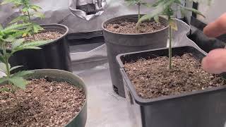 Growing Cannabis Your Way. Week 3 of Veg, Sour Kush