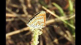 Melitaea didyma, the spotted fritillary or red band fritillary Greece