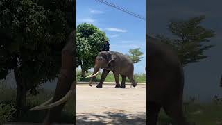 Biggest Elephant 🐘 walking on road with a man #elephant #bigelephant #animals #elephntsong