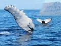 Humpbacks at Ísafjördur - Iceland 2023