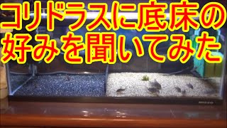 【水槽86】コリドラスに底床の好みを聞いてみた I asked corydoras what type of sands they like