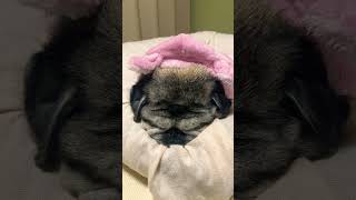 Pug  Maria.21:59