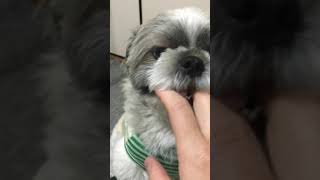 動画56.シーズーてんぽのジュリーあそび【お蔵出し】shihtzu puppy #shorts​​​