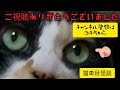 【猫が語る不思議な話】【しずかな女声怪談朗読】【猫動画】猫の目怪談『見栄』