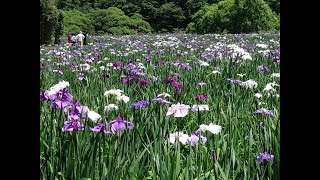 【大分県：神楽女湖、小鹿山】令和６年６月１２日。大分県の別府市まで、見事な花菖蒲を鑑賞に出かけました。