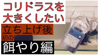 【コリドラスを大きくしたい】餌やり編・導入後初。いつものグロウＤ食べるのか？