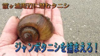 霞ヶ浦のジャンボタニシ（スクミリンゴガイ）を捕獲する！　ツリアメ×アメナマ部