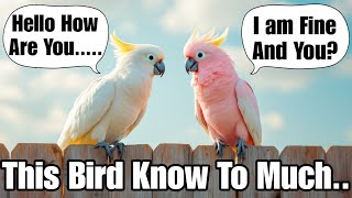 Parrots Are Hiding Their True Intelligence—And Scientists Are Shocked!