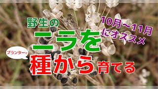 【#2】野生のニラを種から育てる