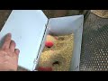 달걀 농사 시골 찐 재미 시골집에서in egg chickencoop 닭장 계란