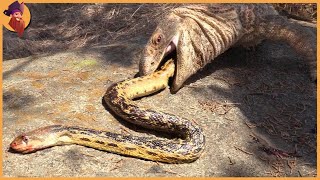 15 Crazy Moments When Snakes Messed with the Wrong Opponents
