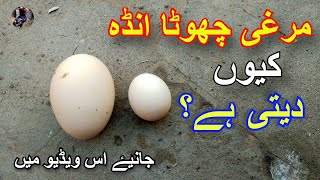 Murgi Chota Anda Q Deti Ha | Why Hen Laying Small Egg | Full Detail Video By Beauty Birds in Urdu