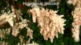 Holodiscus discolor